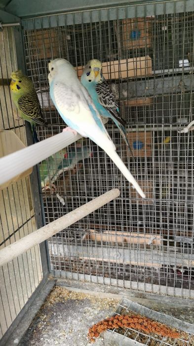 3 periquitos machos