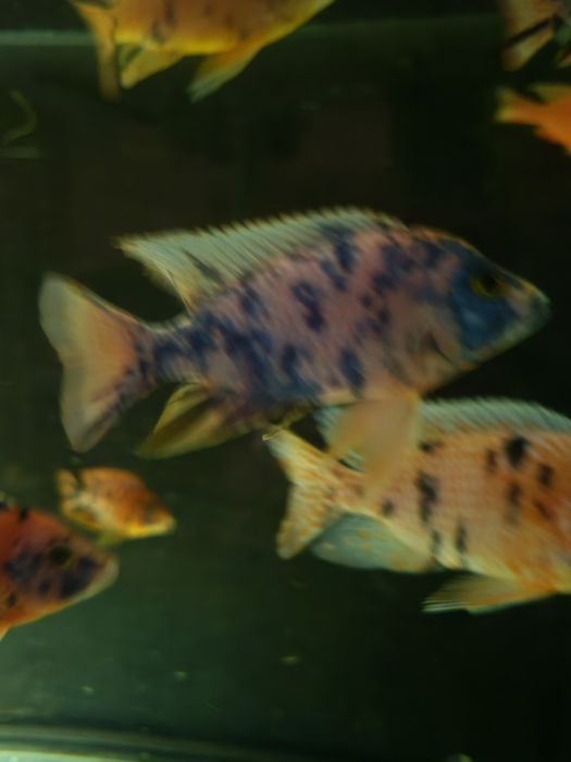 Pyszczaki Aulonacara Calico