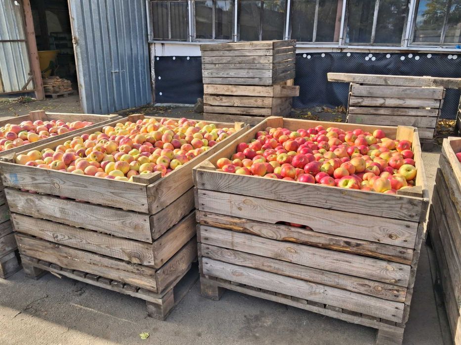 Продам яблука різних сортів