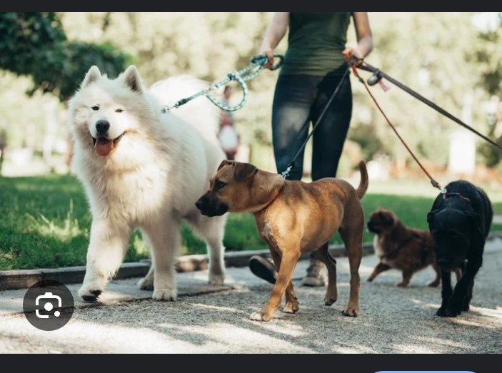 Passeador de cães