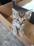 Koty do adopcji ,
