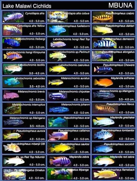 MISIEKZOO pyszczaki - w ofercie około 25 gatunków !!!