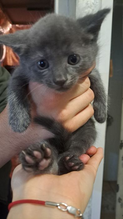 Отдам бесплатно серых котят