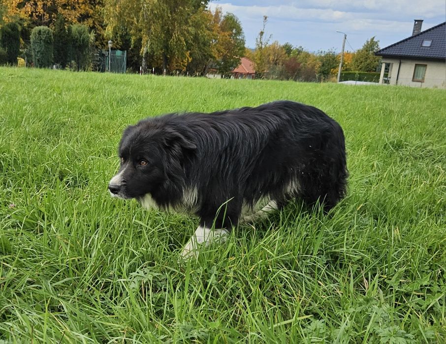 Pies Border Collie 3 letni