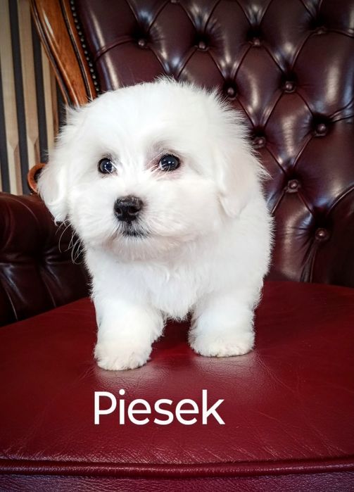 Maltańczyk Piesek gotowy do zmiany domu