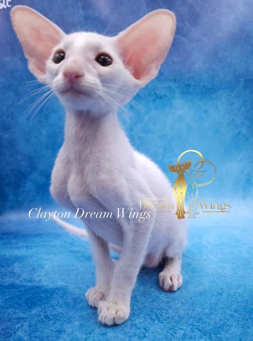 Орієнтальні кошенята