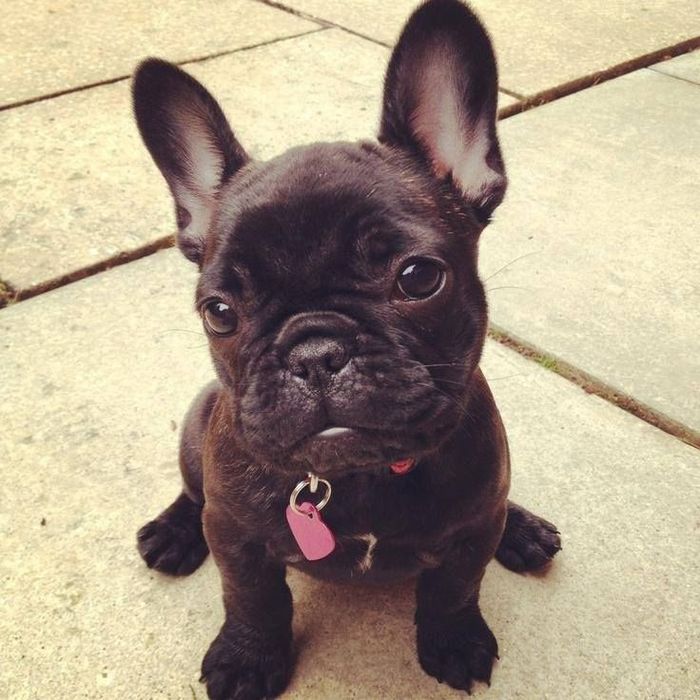 Французский бульдог мальчик