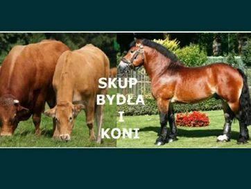 SKUP Bydła Koni Żywca !UBÓJ! Krowy,Krowa,Byk,Byków,Konie,Koń