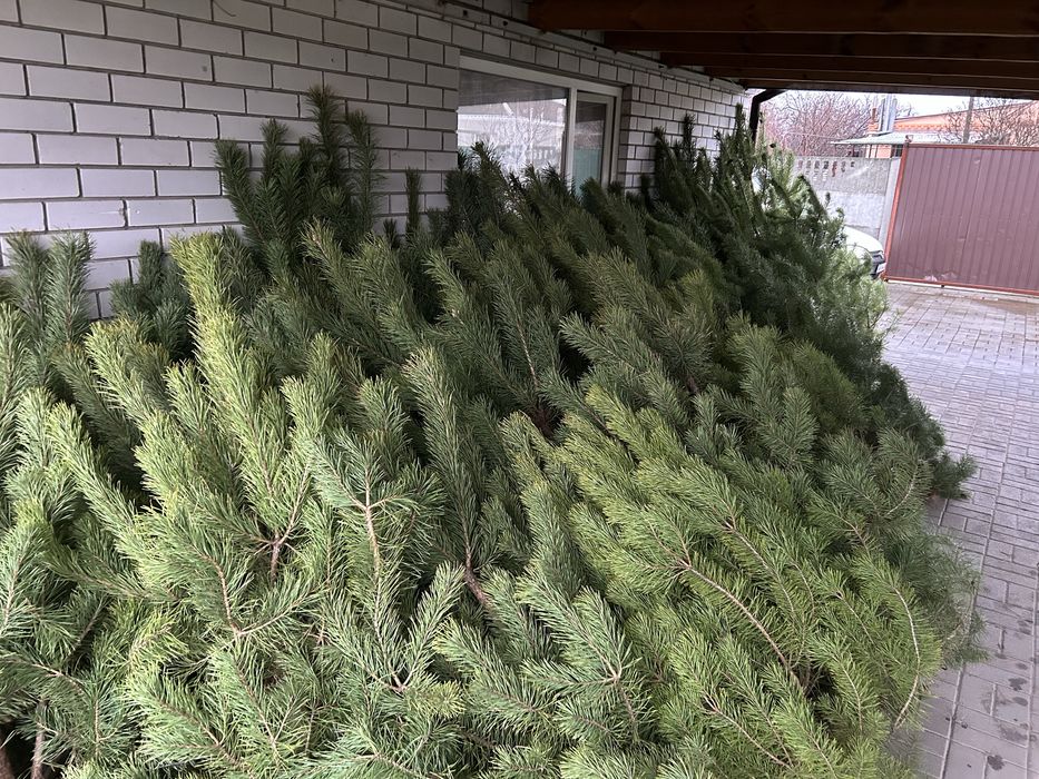 Новогодняя сосно ёлка новорічна ялинка