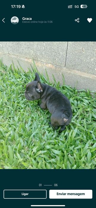 Magnífica  Fêmea Buldogue Francês Tigrado