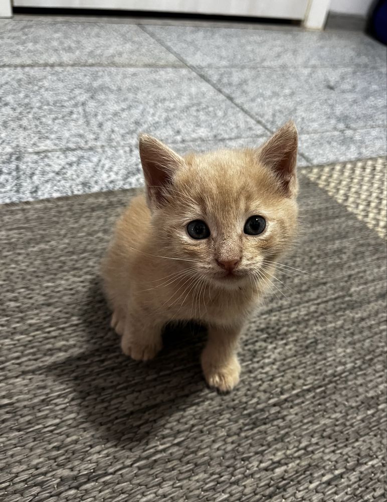 Отдаем котят в добрые руки!