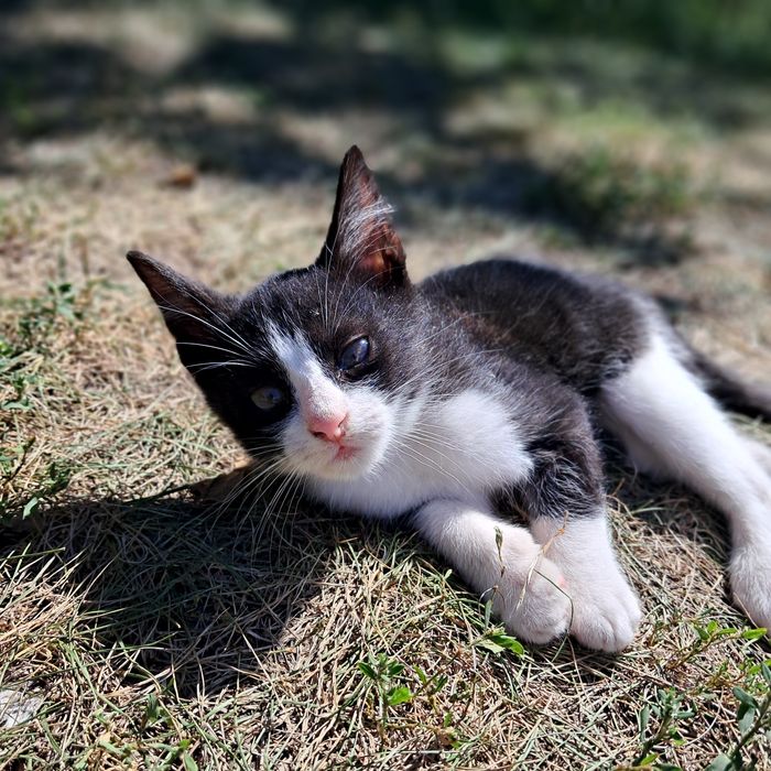 Кошеня шукає дім