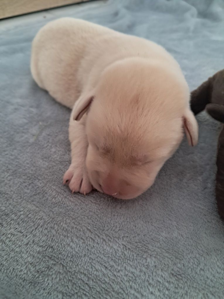 Labrador retriever