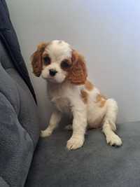 Suczka blenheim Cavalier King Charles Spaniel