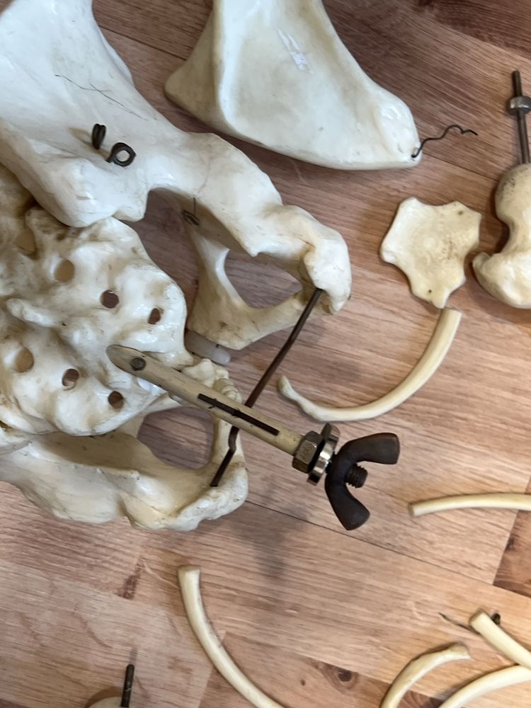 Okazja! Szkielet biologiczny anatomiczny sztuczne kości