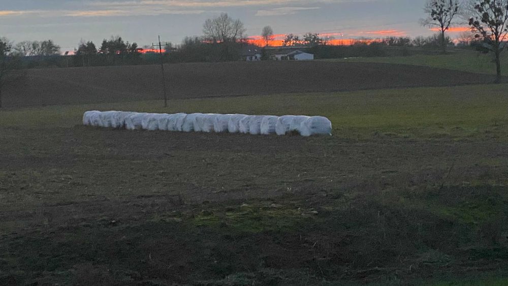 Sianokiszonka wałki