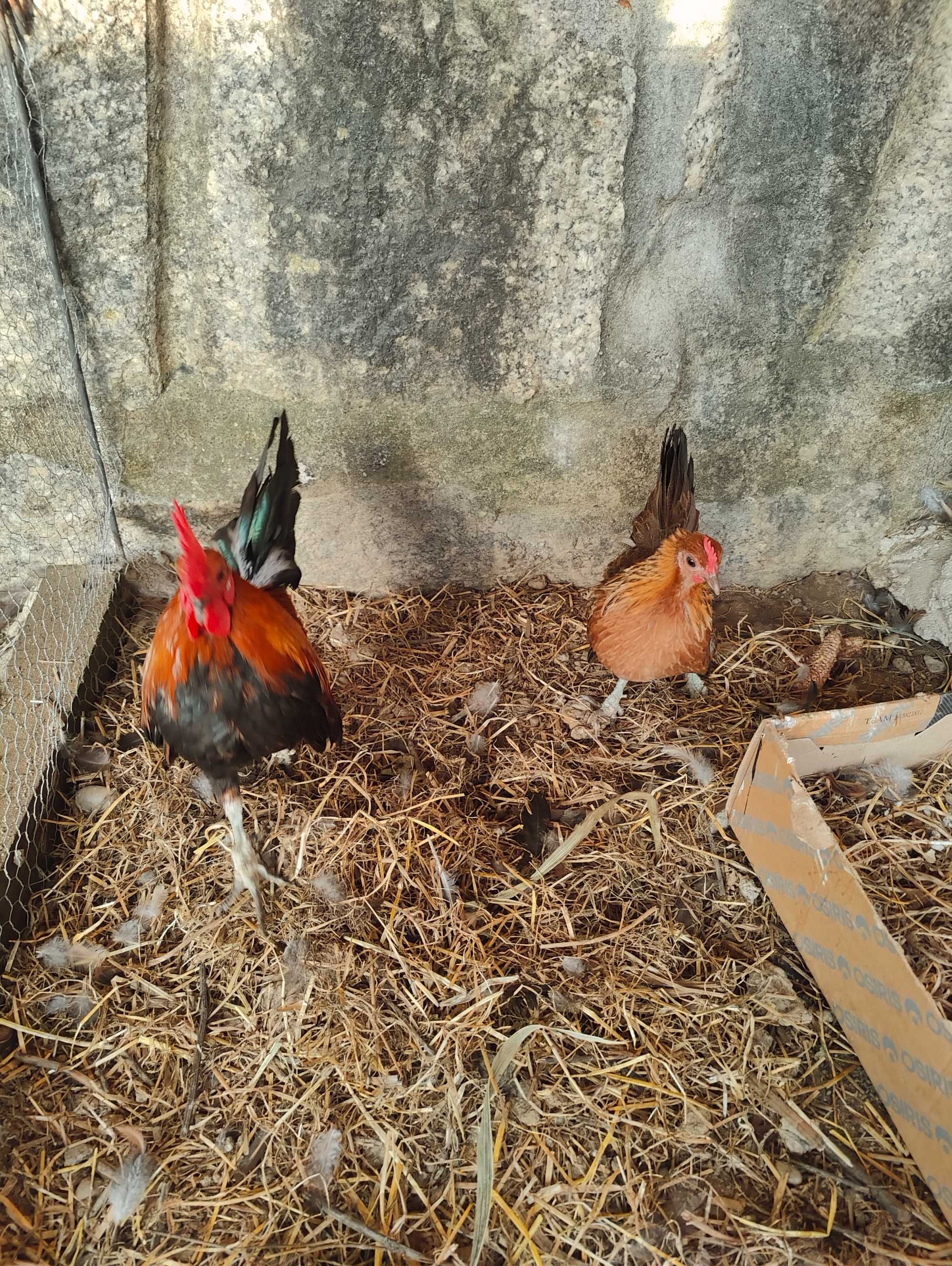 Gallus Bankiva jovem casal em fase de reprodução