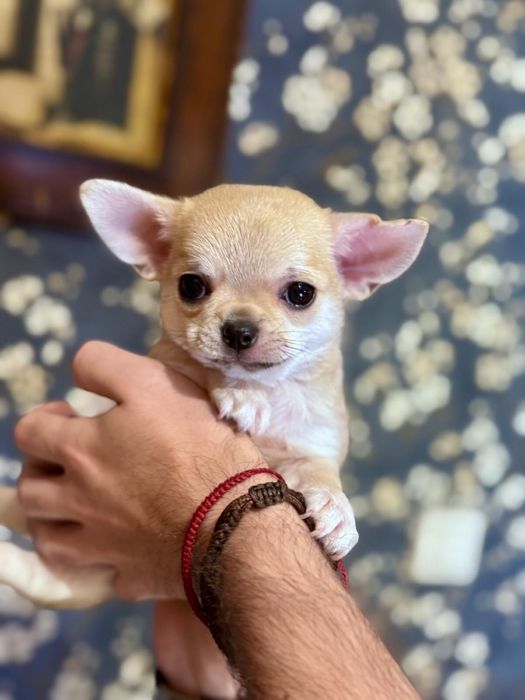 Chihuahua krótkowłosy