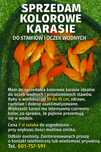 Kolorowe karasie do stawów i oczek wodnych