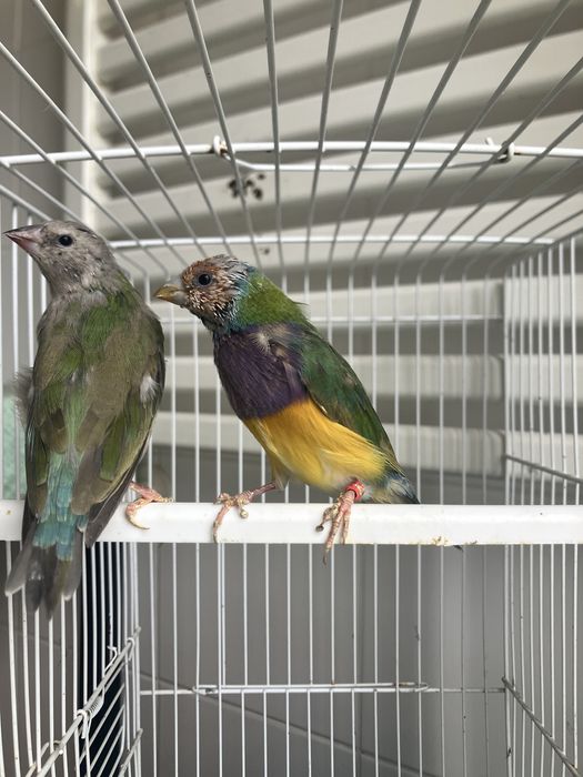 Diamantes gould 2025 portadores de azul