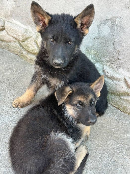 Продам цуценят німецької вівчарки