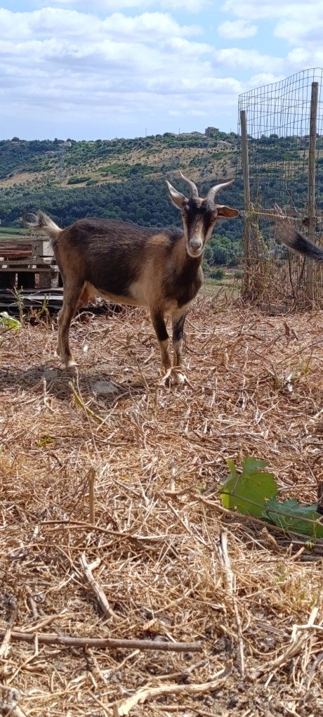 3 Cabras e 2 Bodes