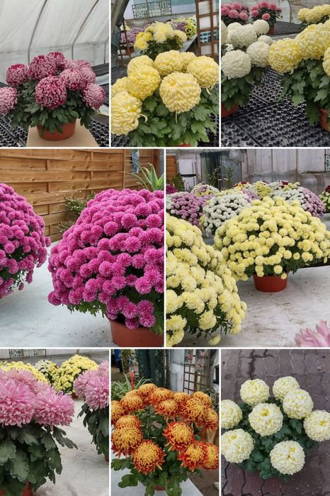 Chryzantemy Doniczkowe