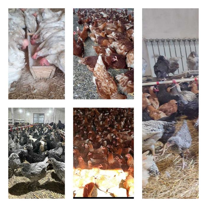 Продам кури несушки! Доставка безкоштовна. Немирів!