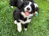 Border Collie wyjątkowo piękna suczka z rodowodem