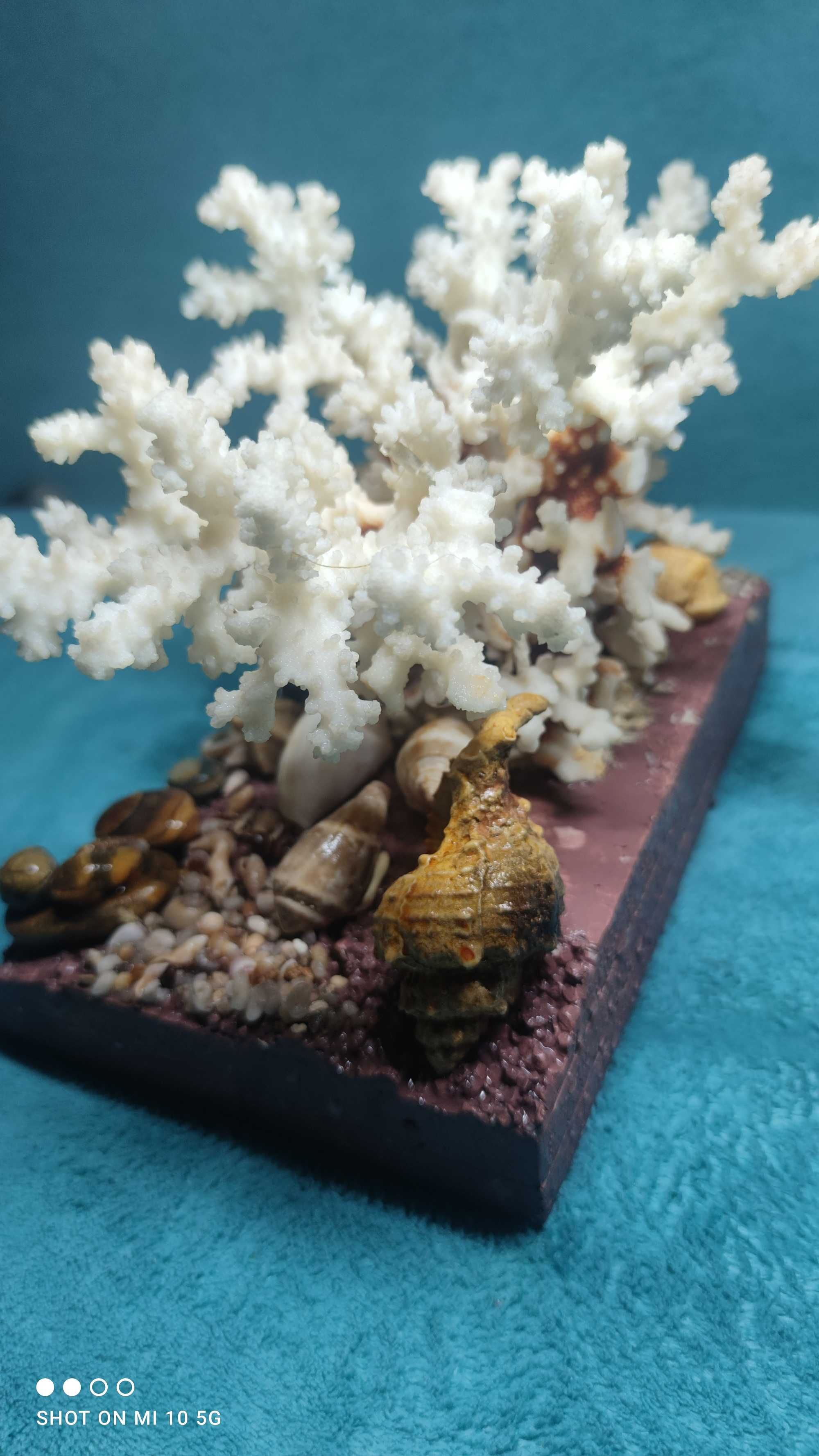 ozdoba akwariowa - koralowiec - naturalna