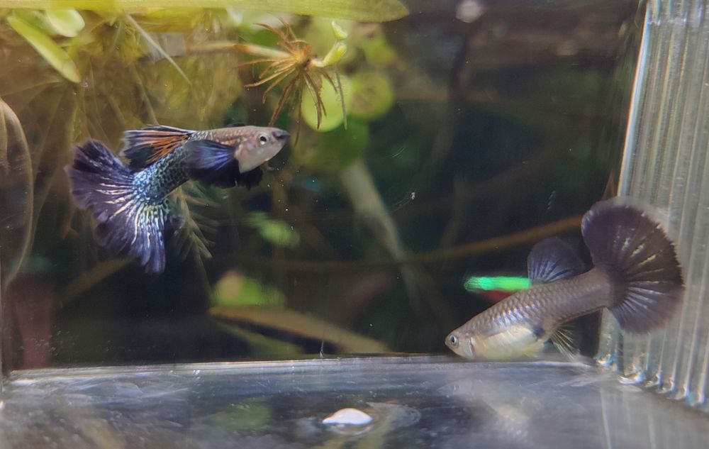 Ryby akwariowe gupiki dragon snakeskin halfmoon dumbo