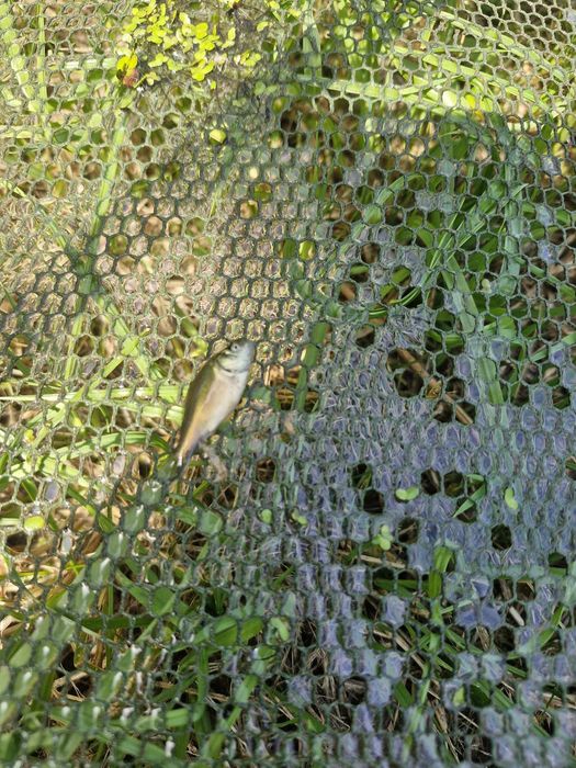 Karp na łowiska 7-10 kg tarlaki