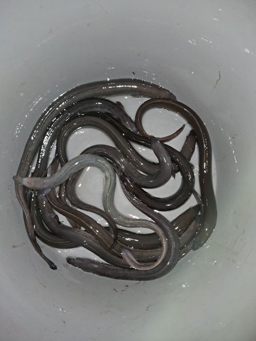 Karaś pospolita złota 18-20cm  Dostępny Jesiotr, karp