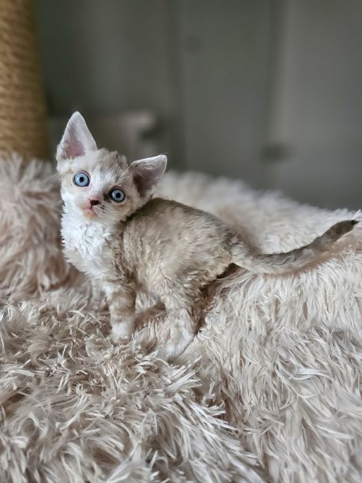 Kocurek Devon Rex czarny point