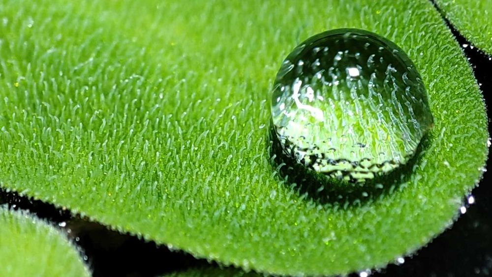 Salvinia auriculata