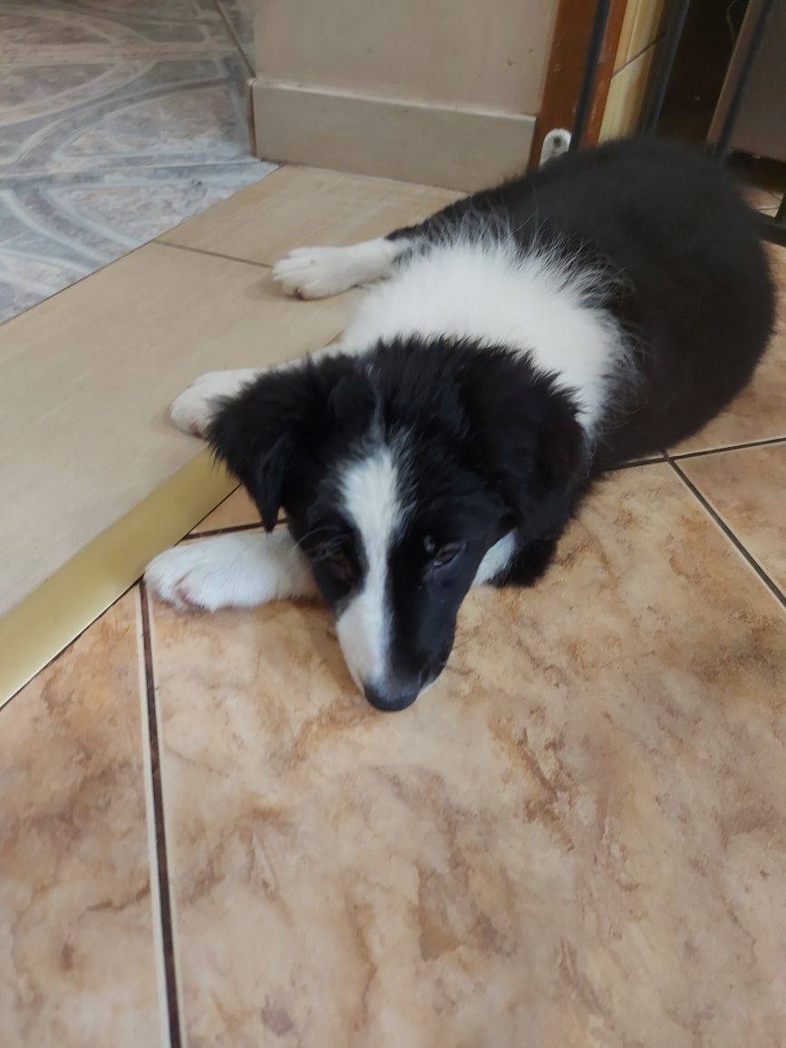 Border Collie prześliczna suczka z badaniami