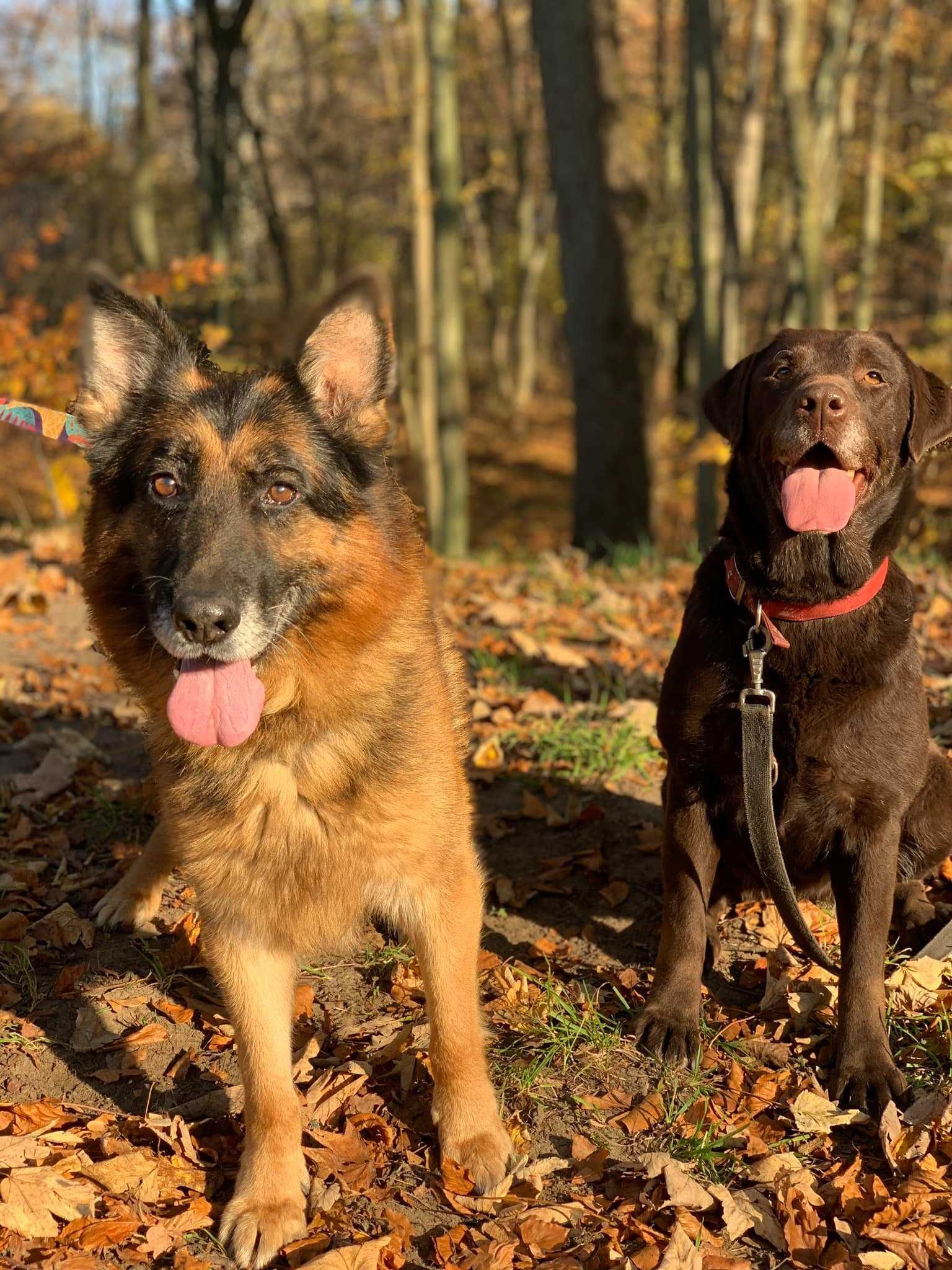 ARION - owczarek niemiecki w schronisku. Łagodny, miły. [FILMIKI]