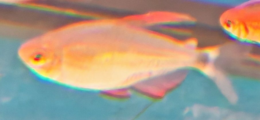 Tetra hyphessobrycon peugeoti rarytas Aquafizz Creative