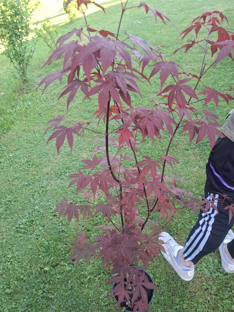 Acer  atropurpureum