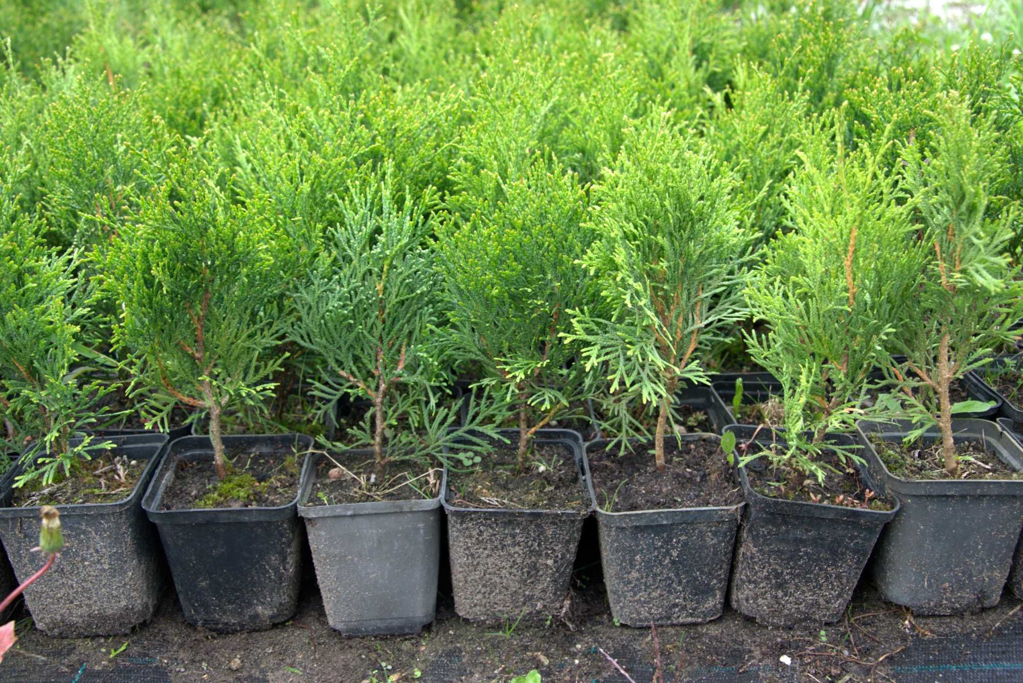 Thuja tuja szmaragd smaragd 20  25 cm p9