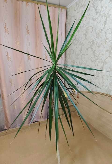 Драцена облямована