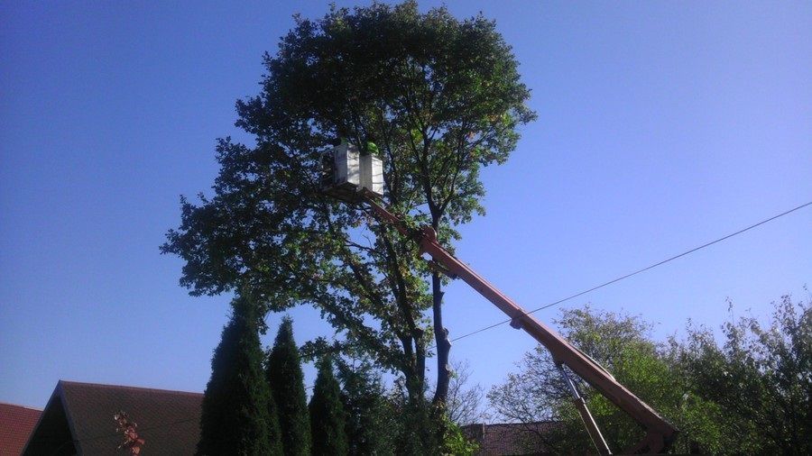 Wycinka drzew podcinka drzew usługi zwyżką rębakiem frezarką mulczerem