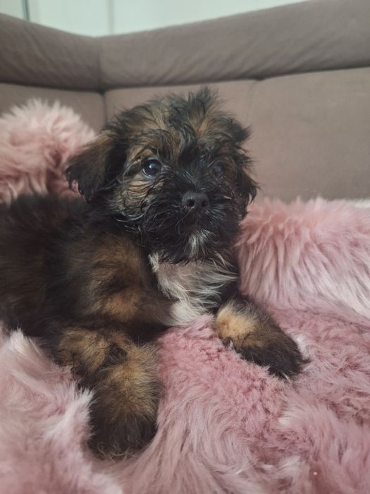 Cukiereczek unikatowy maluszek shih tzu szuka domu