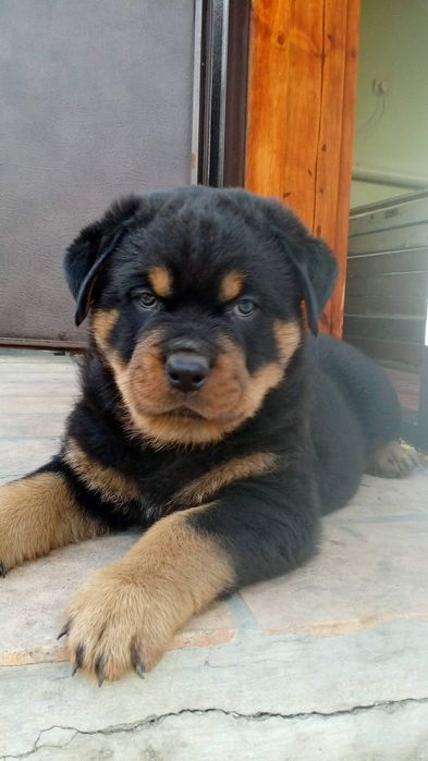 Цуценята ротвейлера є хлопчики