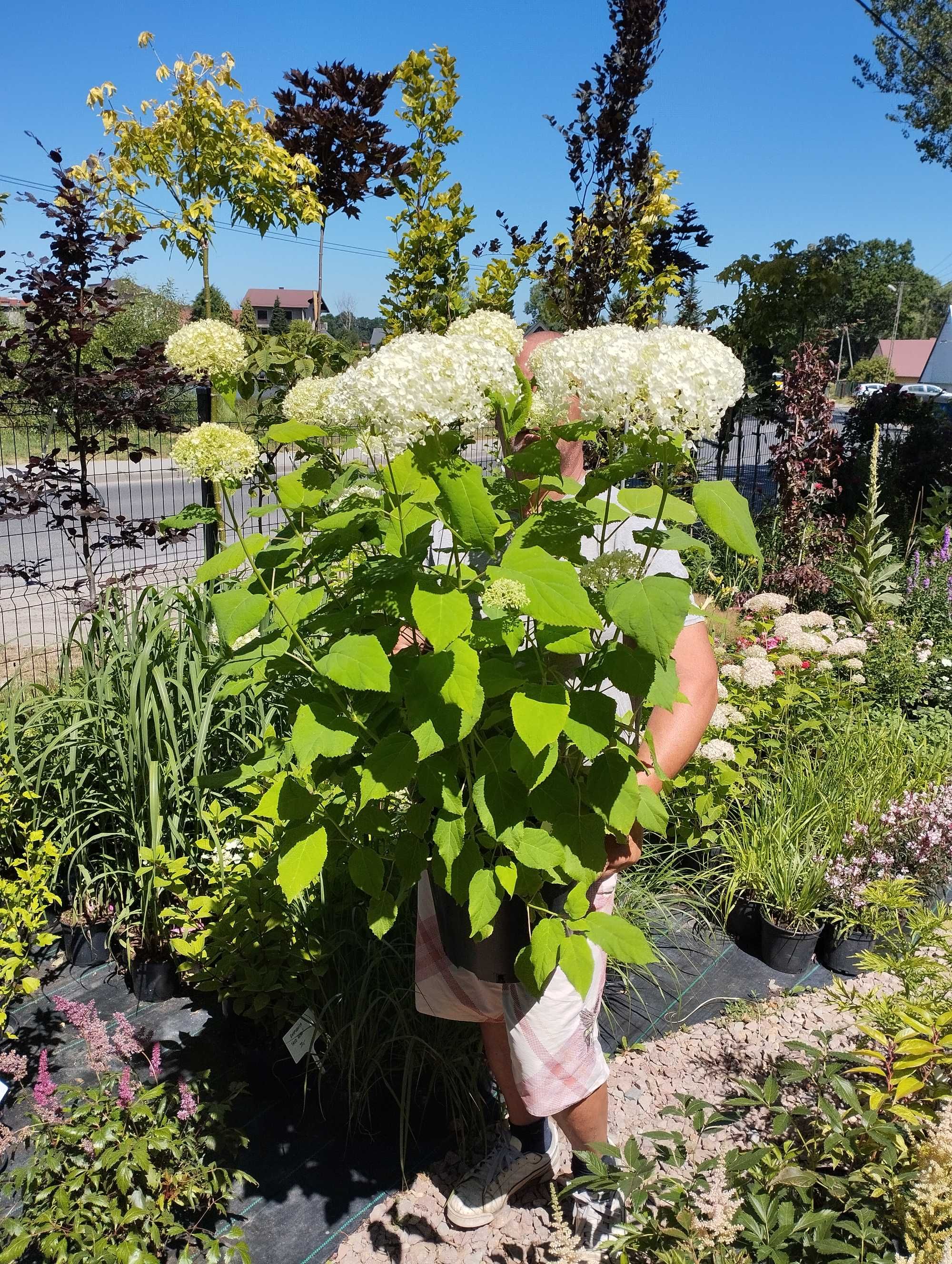 Hortensja Anabelle, Marshmallow, Polar Bear, Limelight i inne.