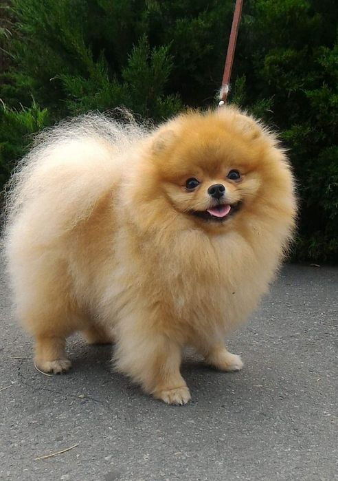 ВЯЗКА.  Померанский шпиц.