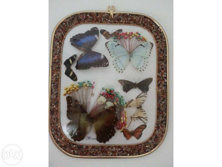 Quadro borboletas naturais (artesanato brasil)