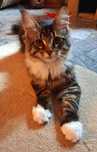 Maine Coon, kotka o imieniu Pati