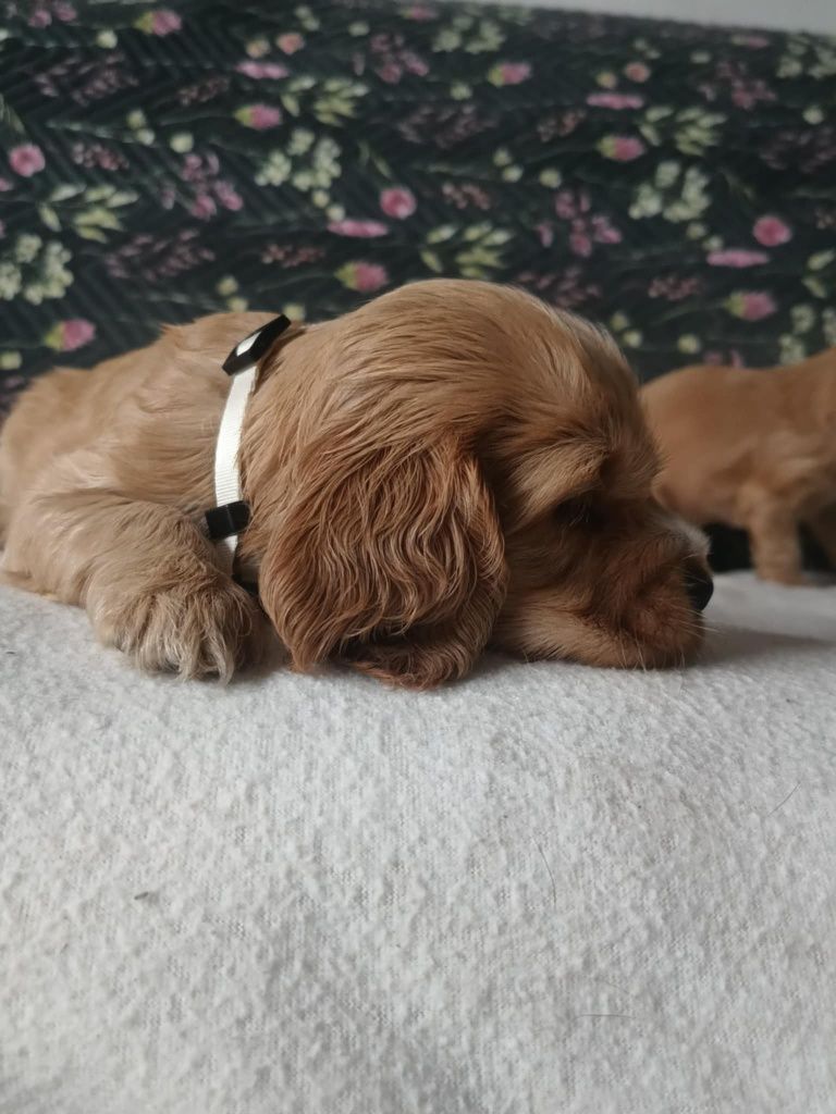 Suczka Cocker Spaniel Angielski