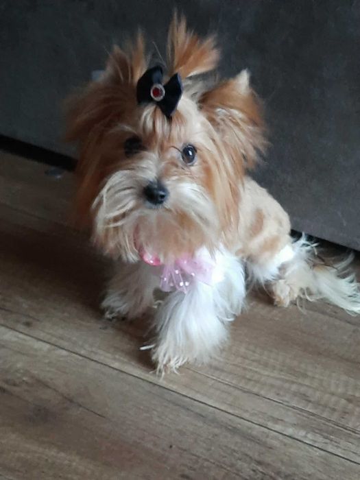 Rudi śliczna suczka miniaturka golddust biewer Yorkshire paszport